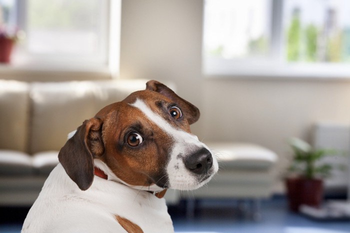 振り向く犬の顔のアップ