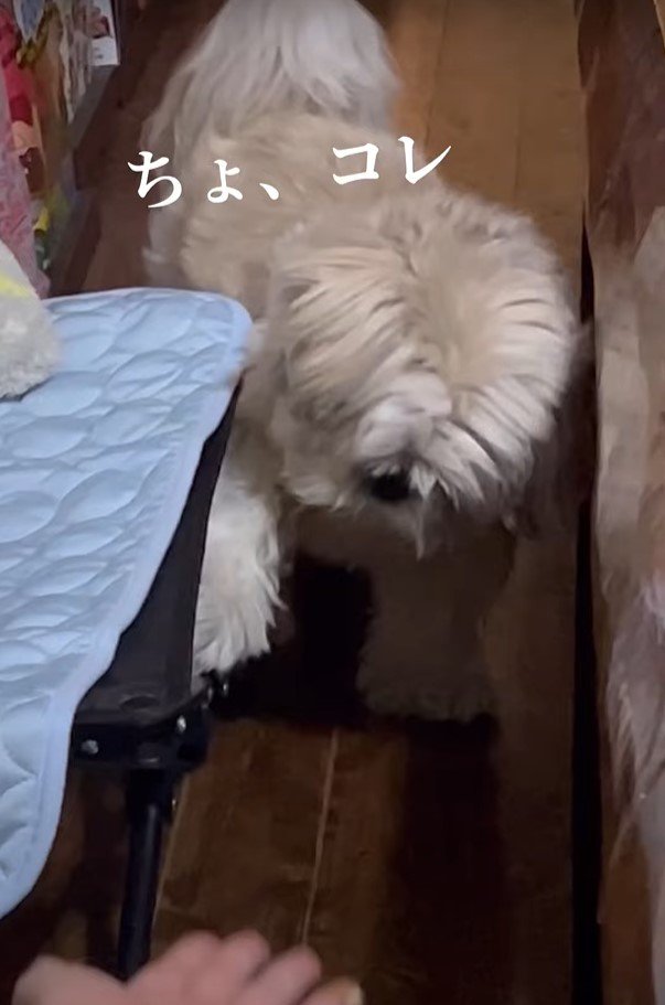 「ちょ、これ」という犬