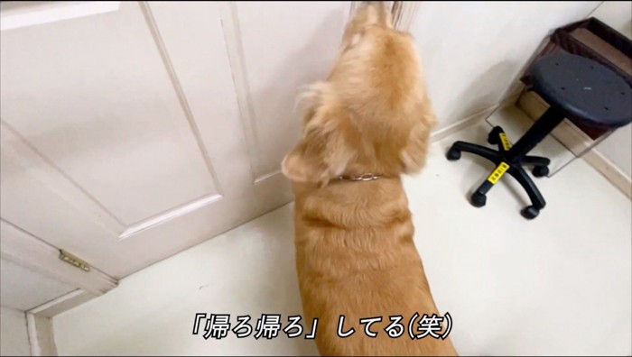 診察室の扉の前に佇む犬