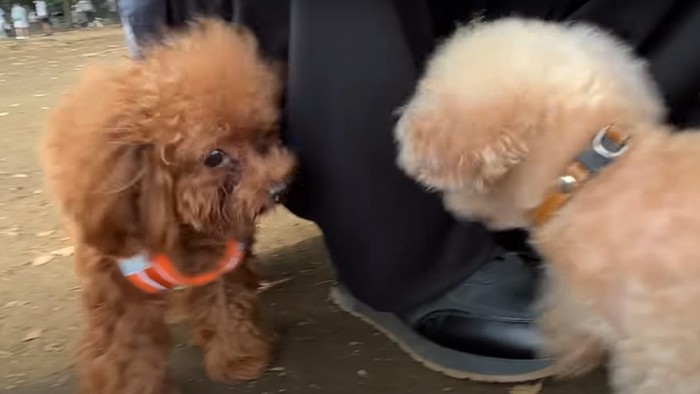 2匹のプードルと飼い主たち