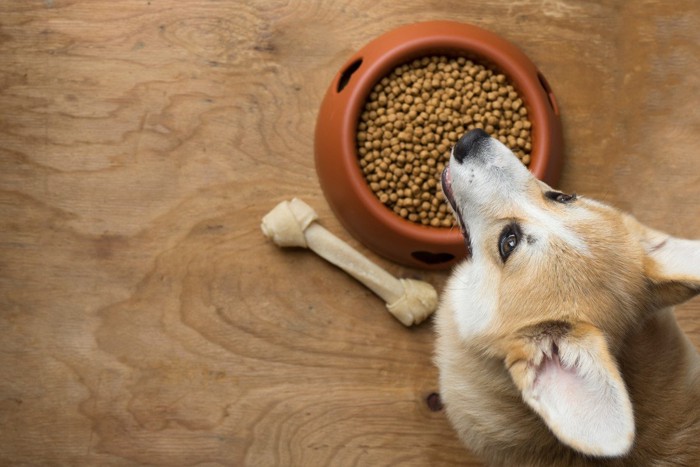 犬のごはん