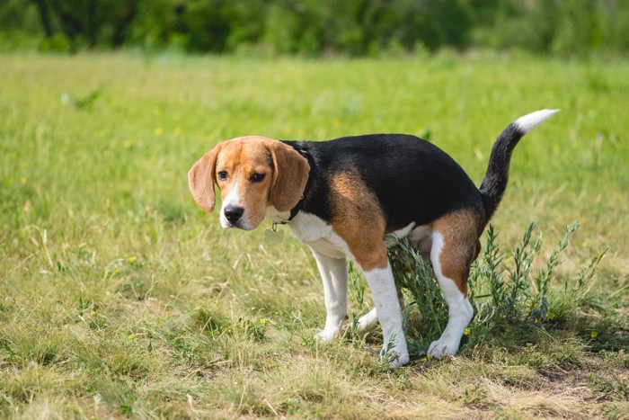 排泄する犬