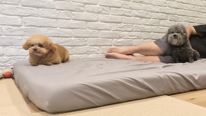 2匹で守ってくれるのかと思いきや…