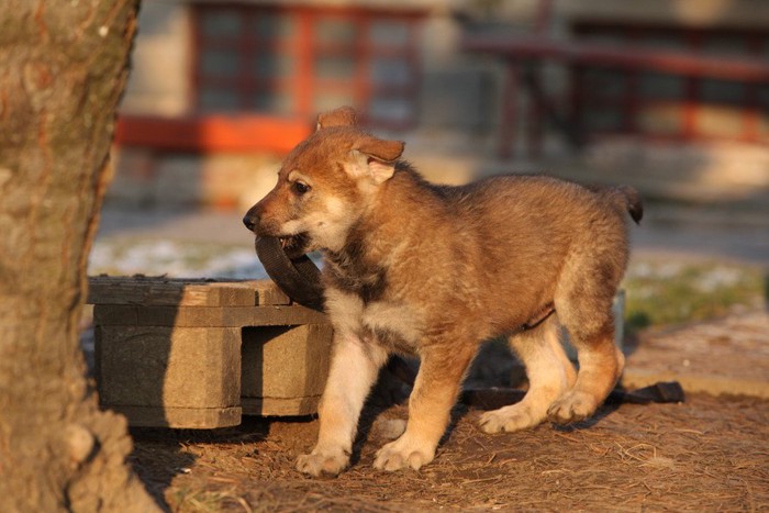 チェコスロバキアン・ウルフドッグの子犬