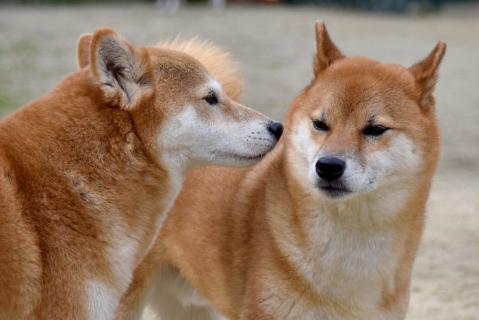 匂いを嗅ぎ合う2頭の柴犬