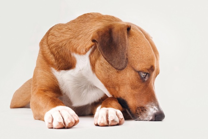 口元をつけてうつむく伏せた茶の犬