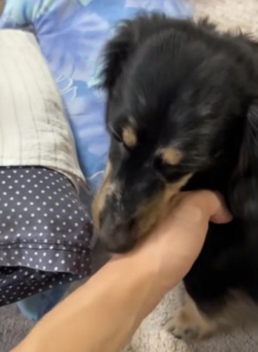 飼い主に甘える犬: