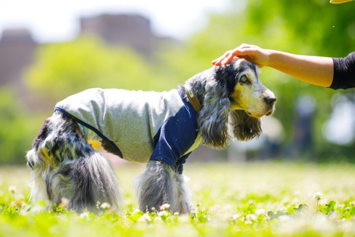 外を散歩する老犬