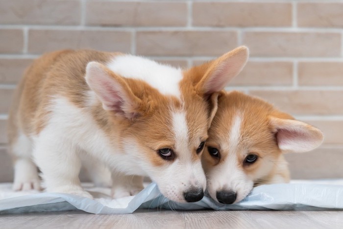 ペットシーツに悪さをする子犬二頭