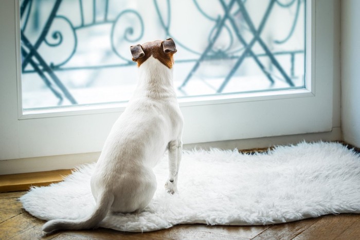 ドアの前で待つ犬の後ろ姿