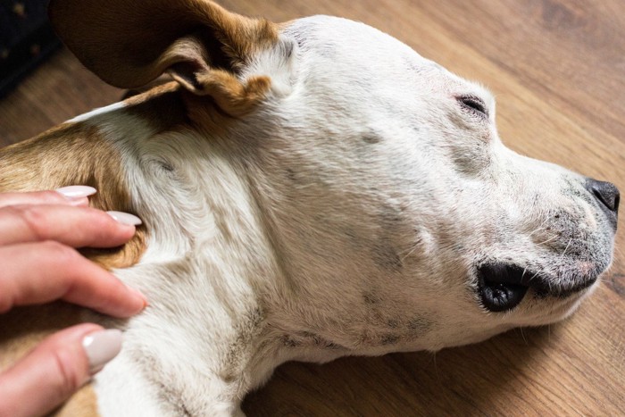 皮下点滴する犬