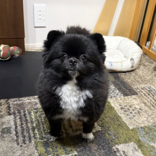ちょこん