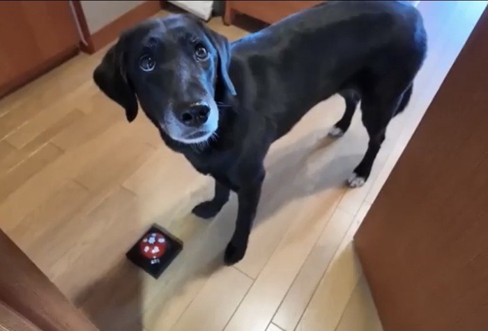 ベルの前でこちらを見る犬