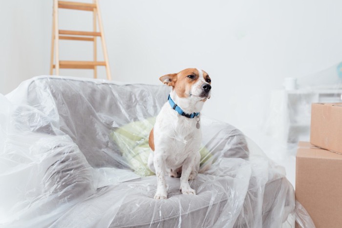 ビニールのかかったソファーに座る犬