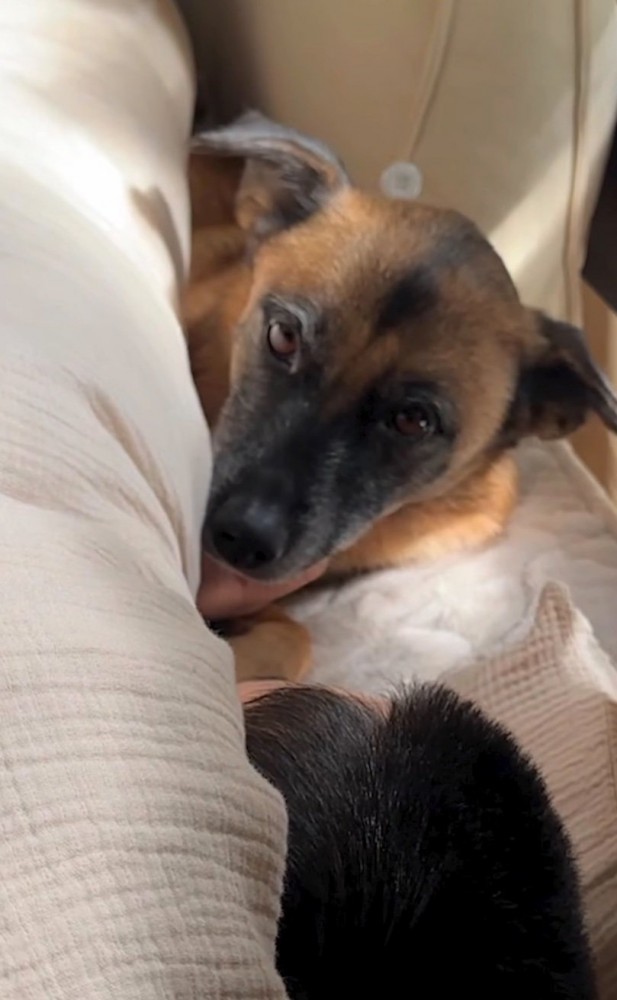 布団から顔を出す犬