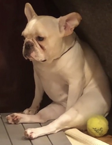 一点を見つめる犬