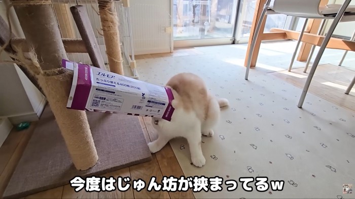じゅんちゃんまで…!