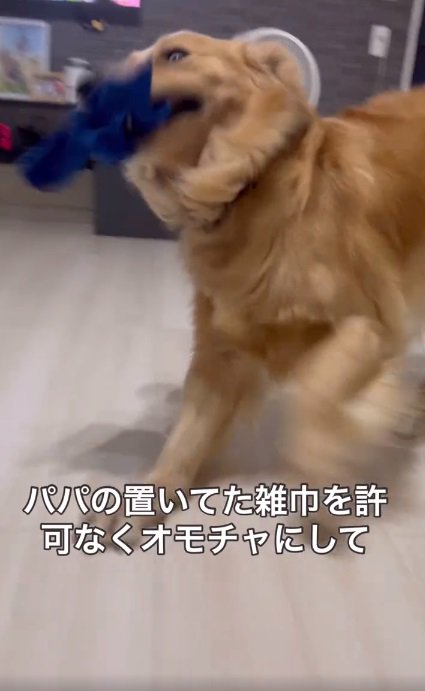 豪快に遊ぶウィルくん