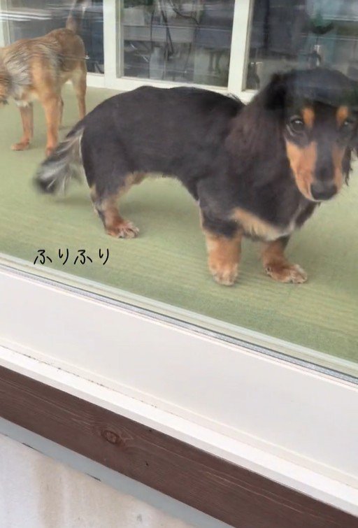 ママがお迎えに来た時のコロンちゃん8