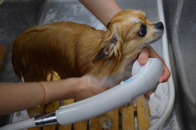 シャワーをしている犬