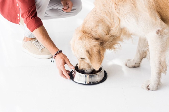 フードを食べる犬とボウルに添える手