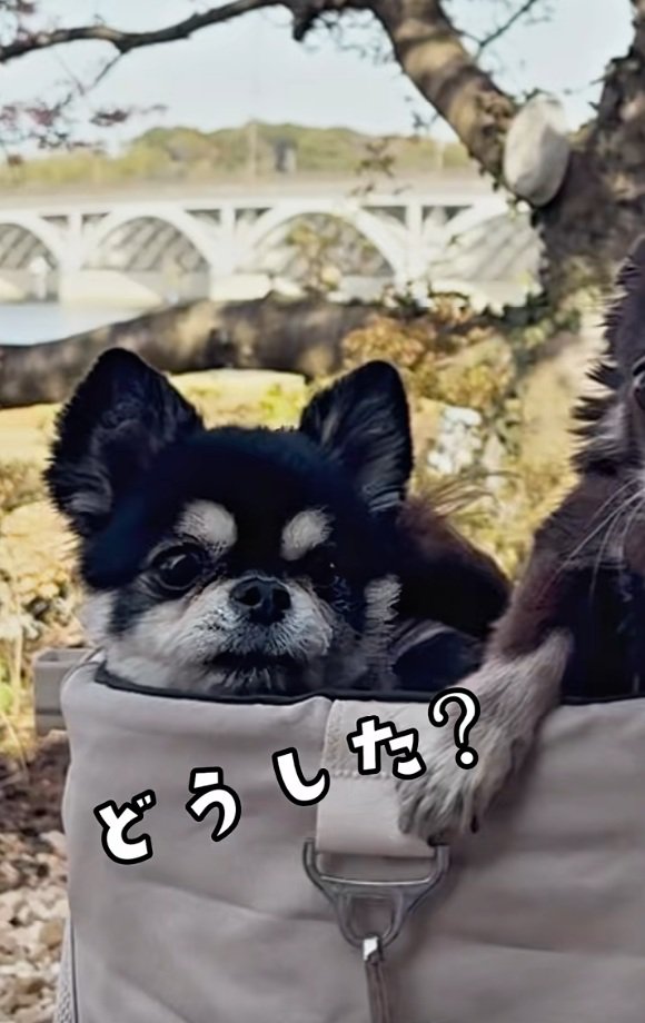 キョトン顔のここまるちゃん