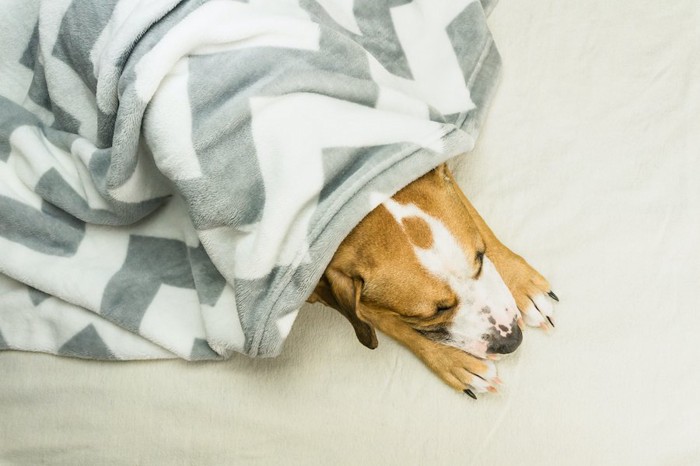 ブランケットをかけて休んでいる犬