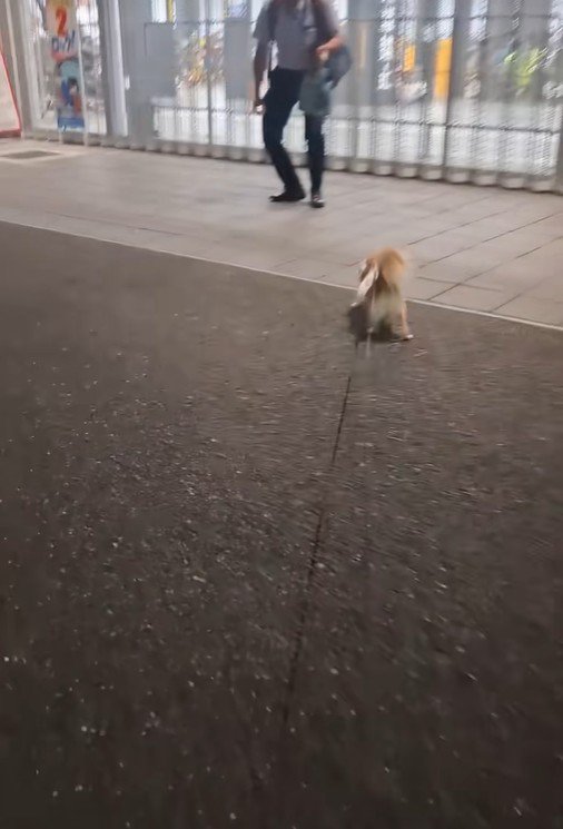 CoCoちゃんとパパさんの再会4