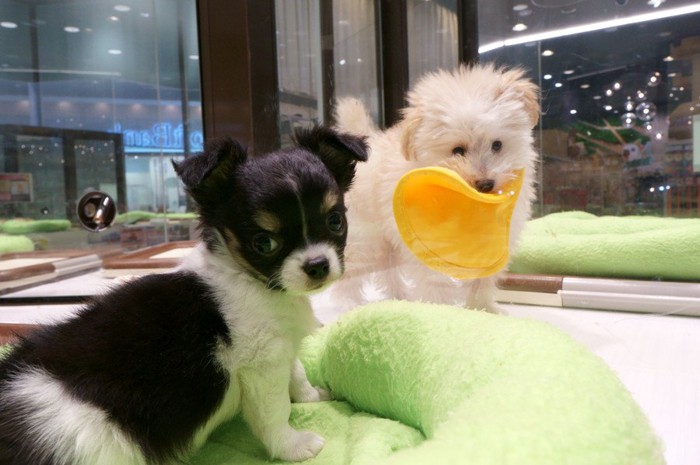 ショーケースの中の子犬たち