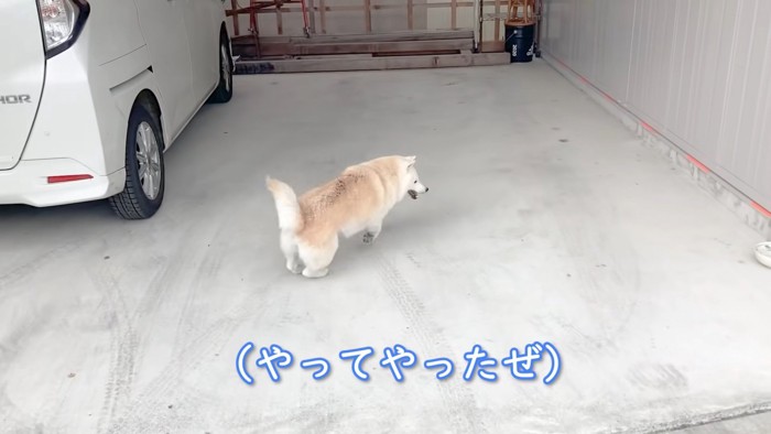 「犬走り」も披露してくれました