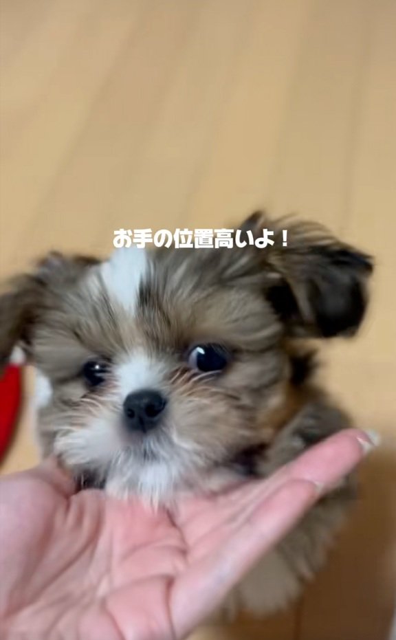 顎のせするこげまるくん