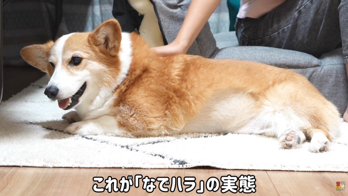 可愛くて憎めません♡
