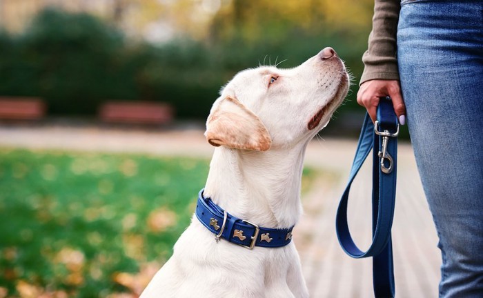 飼い主を見上げる犬