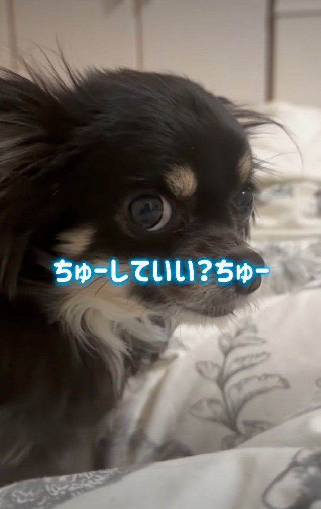 怒る犬に近づいてみる