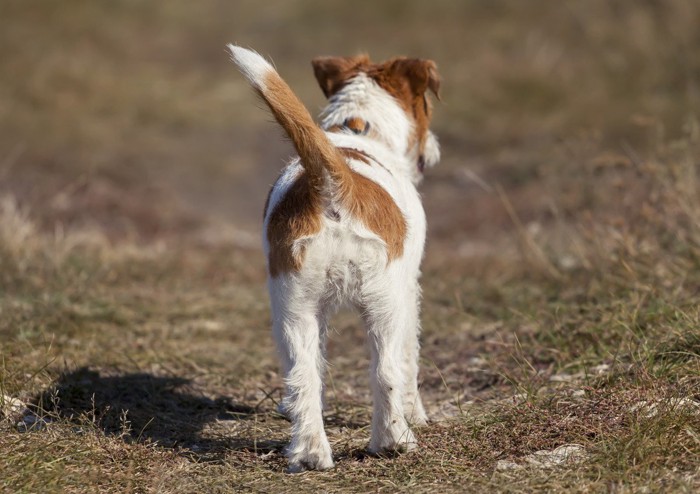 尻尾を上げて歩く犬