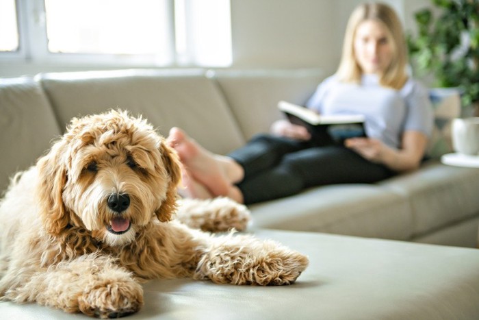 女性と犬