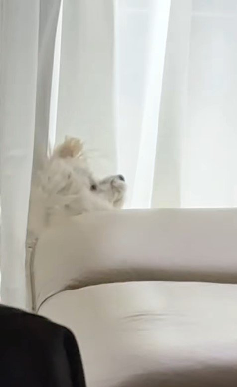 ココちゃんを遊びに誘うランコちゃん⑩