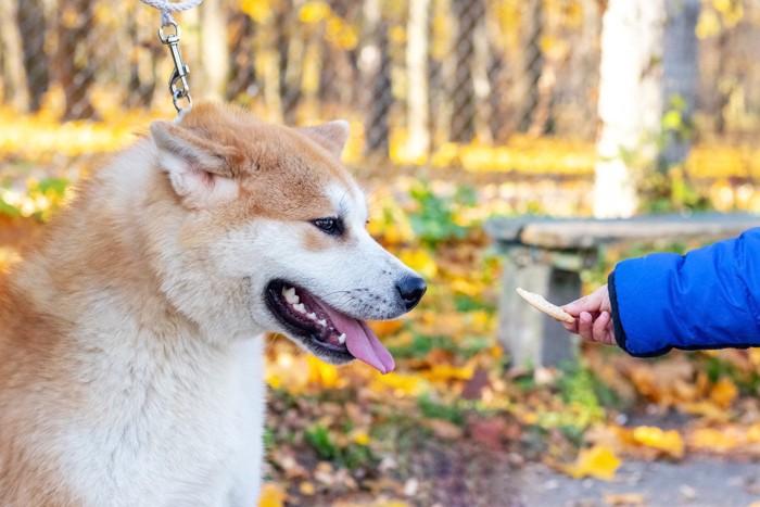 耳をたおしている柴犬