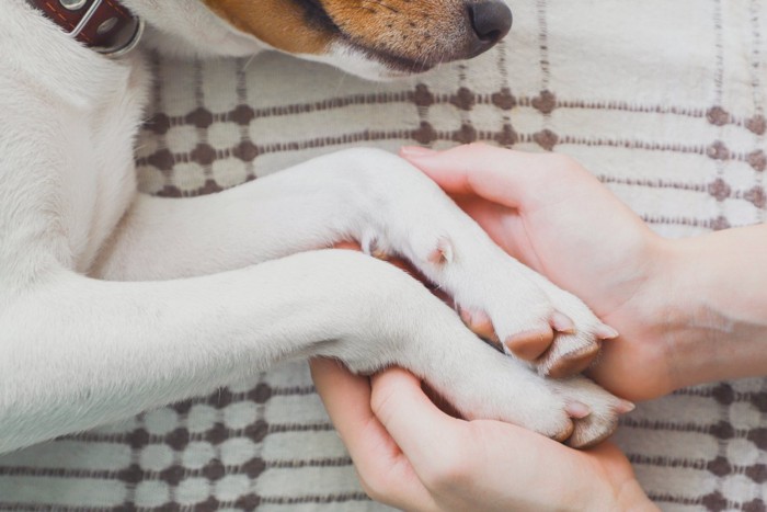 犬の足と女性の手