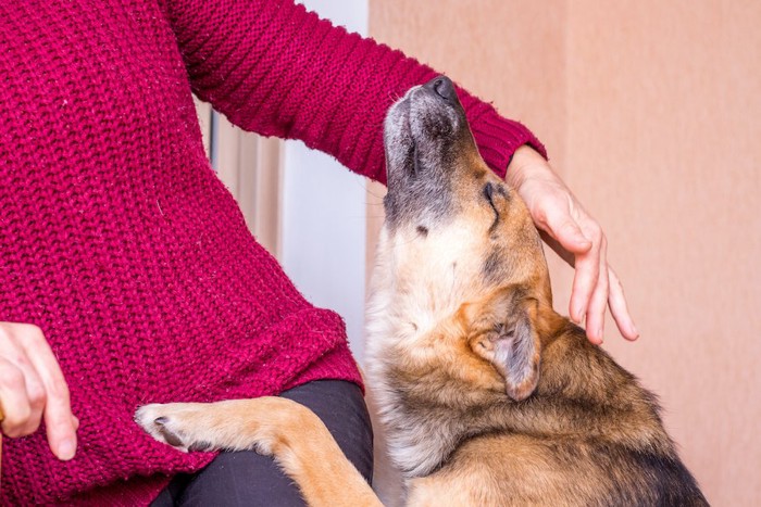 飼い主に頭を撫でられて嬉しそうに目を瞑る犬