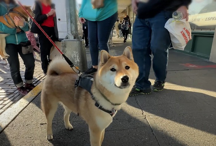 こちらを見る犬