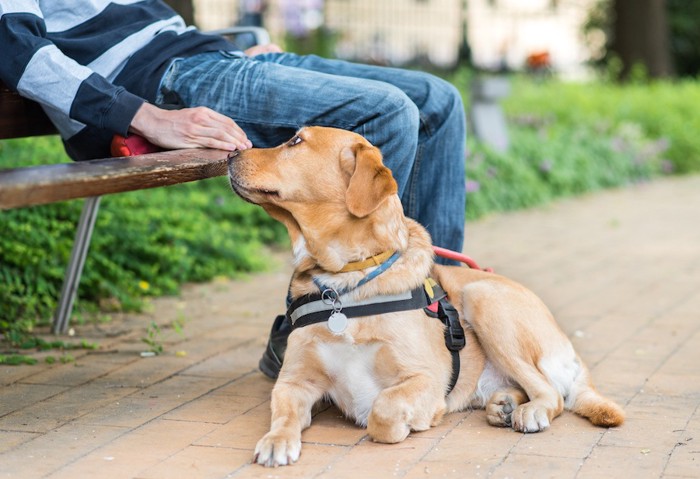 ベンチで休む介助犬とオーナー