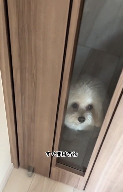 開けてほしいぽてとちゃん