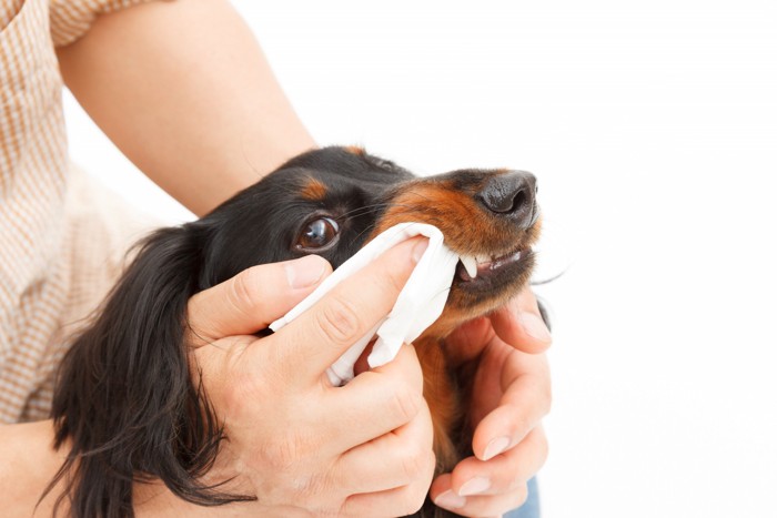 シートタイプの歯ブラシをされている犬