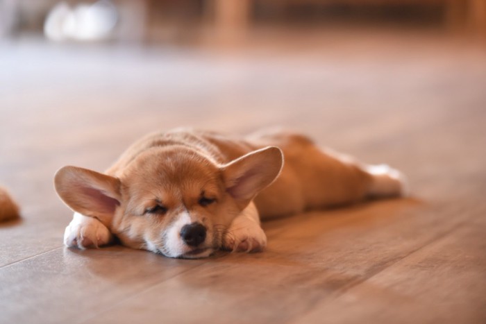 スーパーマンスタイルで寝るコーギーの子犬