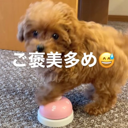 ベルを押す子犬