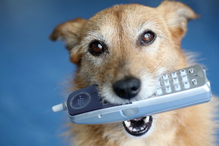 電話を咥えた犬