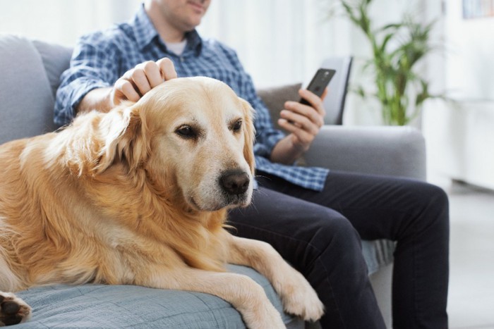 スマホを見ている男性に撫でられるゴールデンレトリーバー