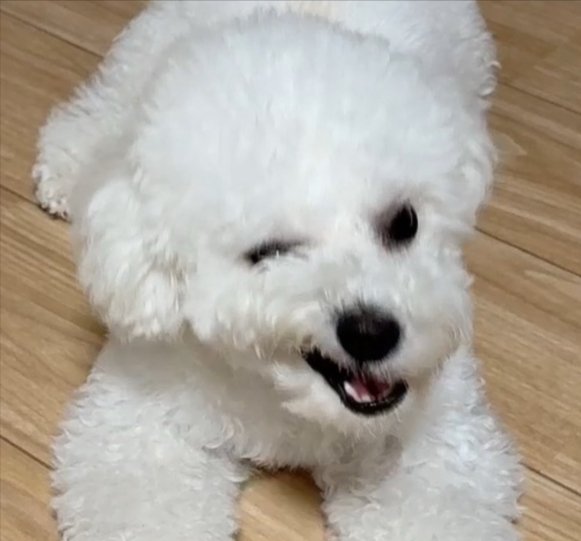 ビションフリーゼ