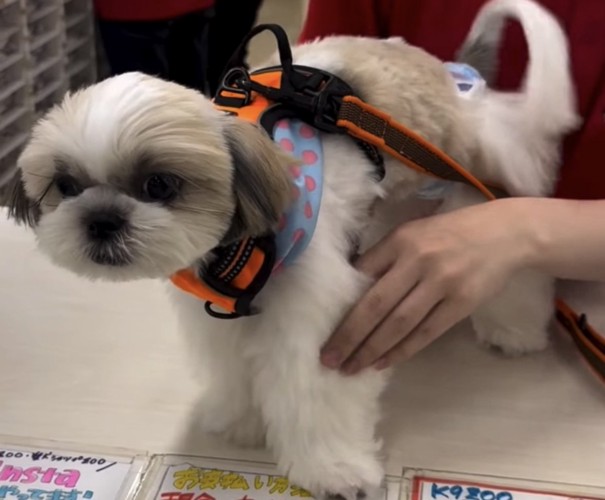 トリミング終了後の犬